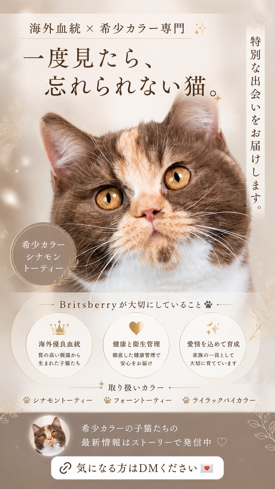 上田市で子猫販売をしているCattery Attilan | 取り扱い描種