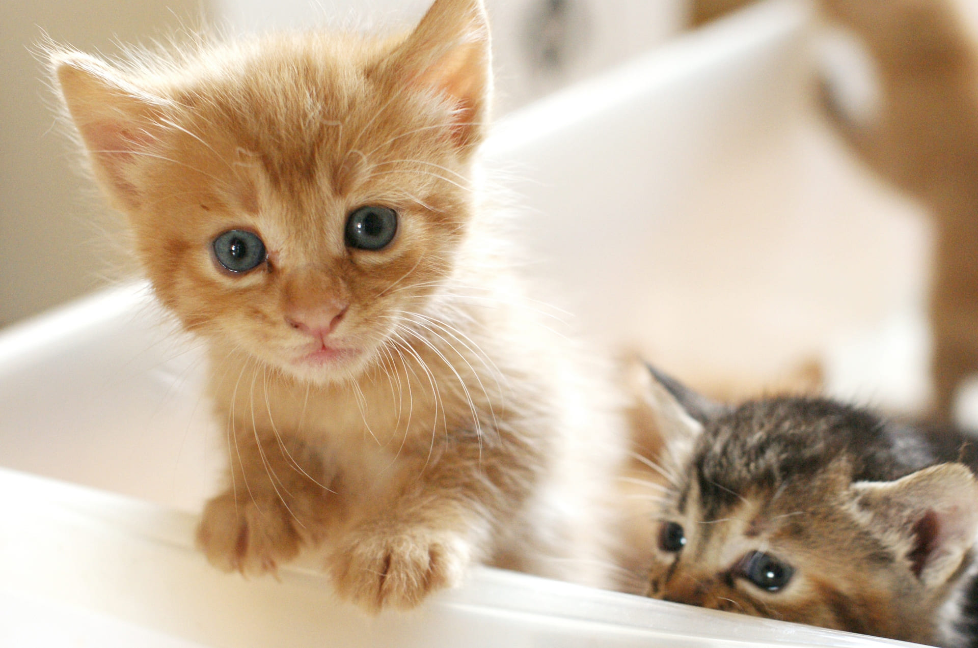 「子猫が咳をしている？」猫喘息の症状と飼い主が今すぐすべきこと