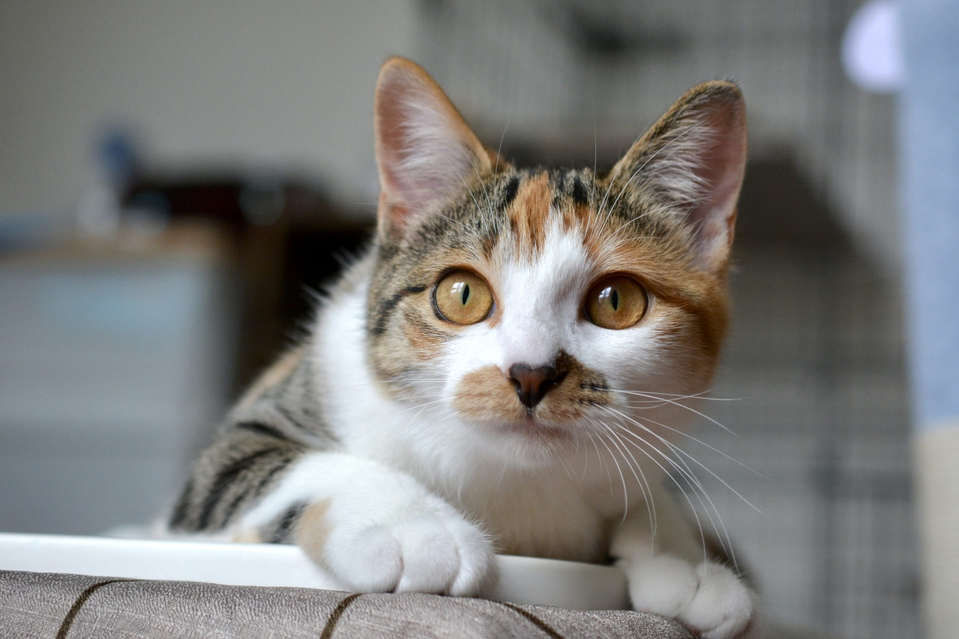 子猫の天敵は意外と身近に？室内飼育で守るべき安全な環境づくりと対策