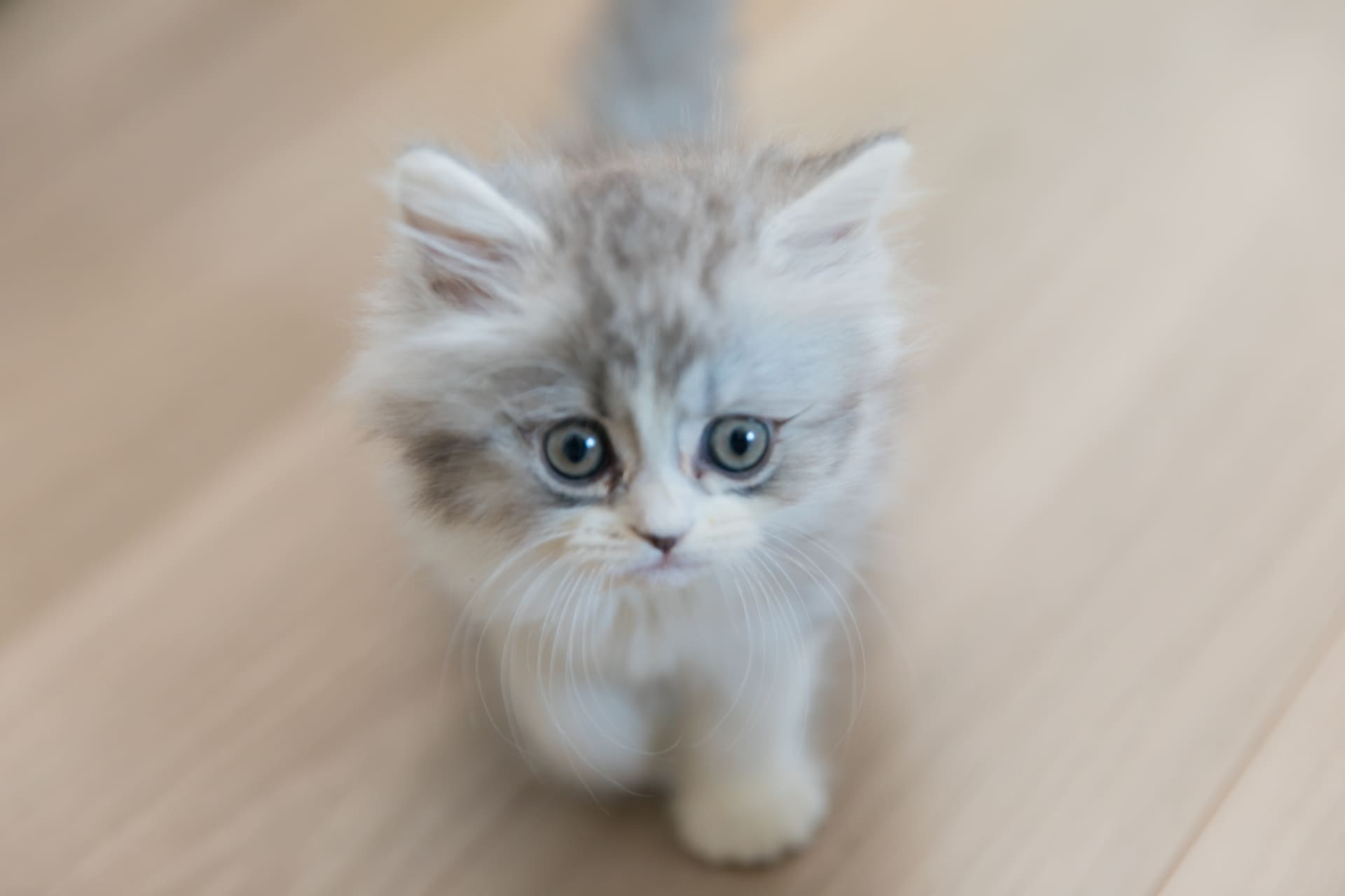 ミヌエットの性格と特徴｜「猫界のぬいぐるみ」の魅力と飼い方のコツ