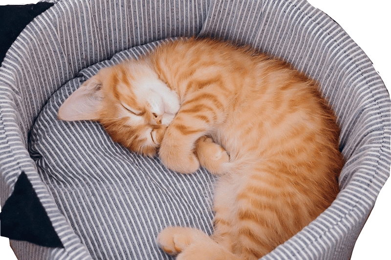 子猫は夢を見る？寝ながらピクピクする理由と健やかな成長のための睡眠管理