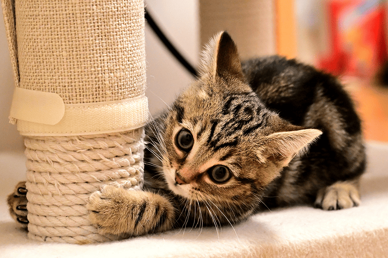 子猫の爪とぎはいつから？始める理由と家具を守るしつけ対策