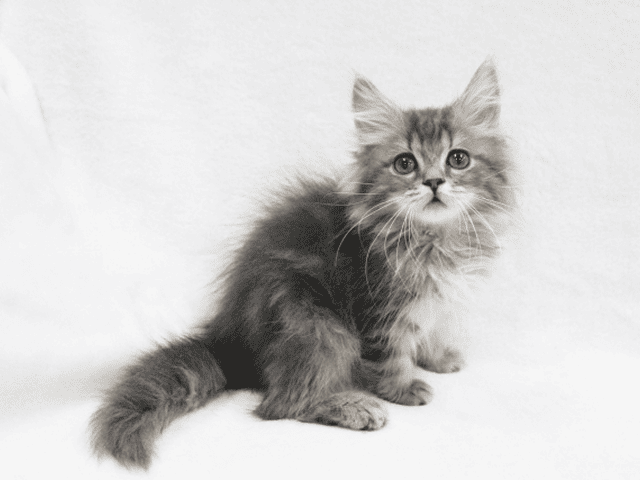 子猫のてんかん発作とは？主な症状や原因、万が一のときの正しい対処法