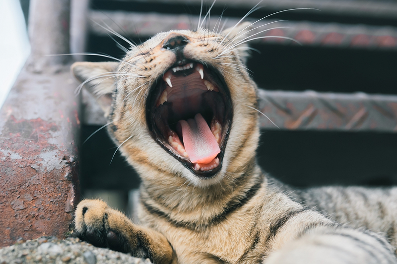 子猫の前歯がないのはなぜ？生え変わりの時期と乳歯に関する疑問を解説