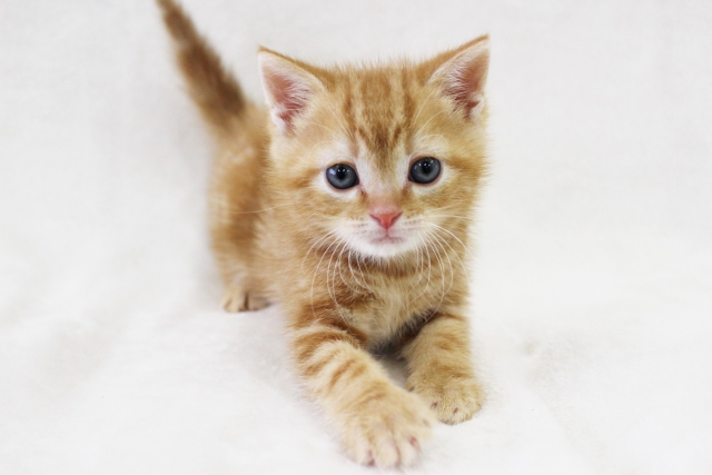 子猫の爪が剥がれた！？原因と出血時の正しい応急処置・受診の目安