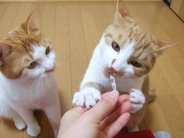 子猫に煮干しを与えても大丈夫？塩分やミネラルのリスクと注意点